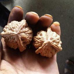 核桃爆料视频大全,揭秘娱乐圈幕后真相